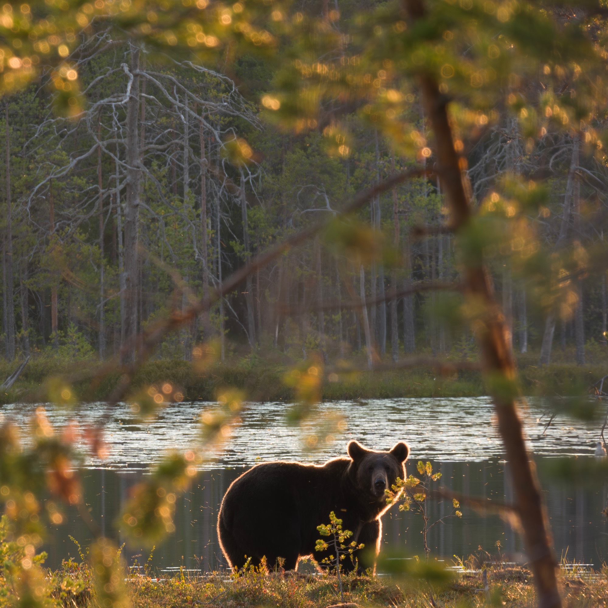 L1003856-Avec%20accentuation-NR